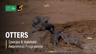 Otters - Species & Habitats Awareness Programme