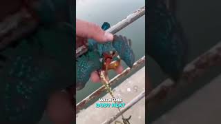 Helping a Frozen Kingfisher Bird ! #shorts