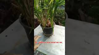 umbrella palm | Need to Repot |Root Bounding | How to repot #shorts