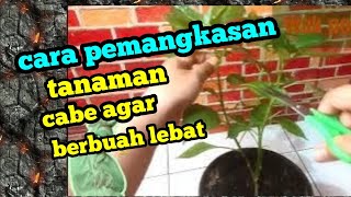 cara pemangkasan tanaman cabe agar berbuah lebat