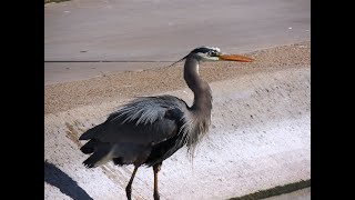 Discovery Park Gilbert Feb 12, 2021