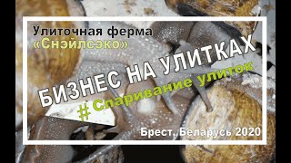 Процесс спаривания улиток 💗 💗 💗 Улиточная ферма "Снэйлсэко" Беларусь 2020 год