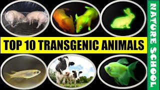 Top 10 popular transgenic animals | Top 10 genetically modified organism (GMO) || NATURE SCHOOL