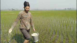 Our crop land. ধান ক্ষেতে সার দিতে এসেছি