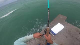 Catching 47" Cobia From Beach Pier on Live Pinfish in Bradenton, Florida