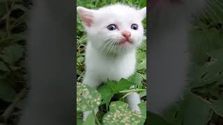 ❤️ cute kitten 5