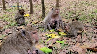 Lovely monkey family group Amari so sweet enjoy fruits and food share together