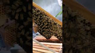 Bees fixing their brood comb