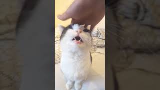 Cat Making Wierd Noises Compilation