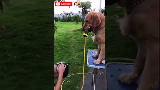 Best New Funny Video 2022 Compilation 🤣 Try Not To Laught 🤩 #funny #amazing #foryou #haha #shorts