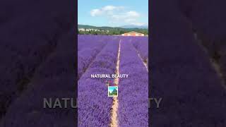 Sustainable Serenity: A Lavender Dream in Maui's Heart #shorts #travel #maui