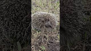 Гульчетай покажи личико! 🦔