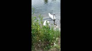 Swans on the Main River. Germany. Frankfurt am Main. #tram #travel #germancity #horse #europeancity