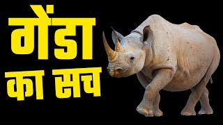 गेंडा से जुड़ी इन बातों से पक्का आप अनजान होंगे | Unknown Facts about Rhinoceros