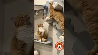 Котики#cat #котка #топ #котэ #котки #catlover #котэ #котки #котвидео