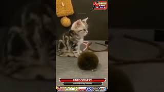 cats shorts video /funny cat videos