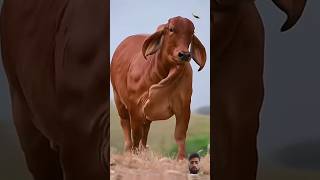 BIGGEST RED HEAVY BRAHMAN | BRAHMAN CATTLE FORM #shorts #trending #animals #cow #viral #cowform