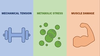 The Mechanisms of Muscle Hypertrophy | What Stimulates Muscle Growth?