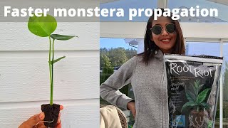 Faster Monstera Deliciosa propagation with Root Riot | How to make propagation grow root faster