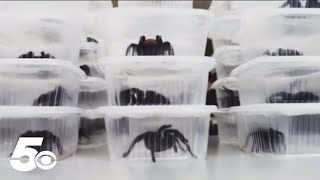 Man tries to smuggle tarantulas internationally