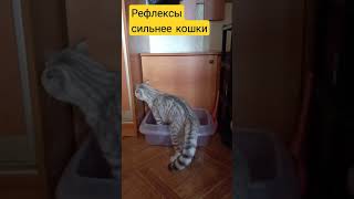 Как вам наша чистюля ? #чистюля #смешныекошки