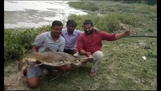 How to catch the Red Tail Catfish | Red Tail of amazon in India (RTC) | Hand line | Deccan Angler