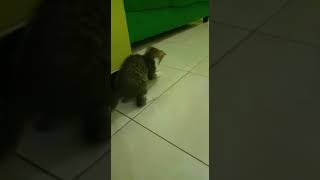 Kucing Lucu #Short