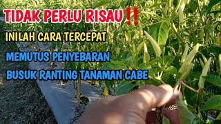 Cara Sembuhkan Busuk Ranting Tanaman Cabe. Tepat DOSIS Tepat WAKTU, Tepat  SASARAN