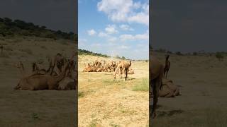 camels resting in desert 🏜 #shorts