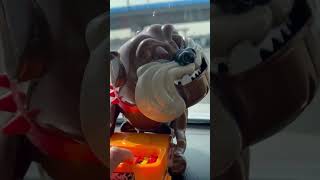 Angry Dog Fun Dog Beware of the Bad Dog #bone #trick #trending #viralvideo #funny #shortsfeed #asmr