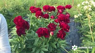 Red satin peony. Рэд сатин пион. Пулков сад (2022 г)