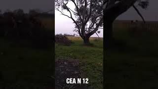 Recorrida con temporal ovinos