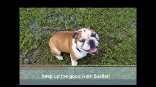 Aggressive English Bulldog Bueller working off-leash and more self control- Houston dog training