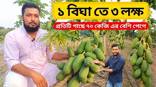 ১ বিঘাতে ৩ লক্ষ টাকার পেঁপে উৎপাদন এক বছরে। প্রতিটি গাছের ৭০ কেজির বেশি পেপে ধরছে এই গাছ গুলোতে।