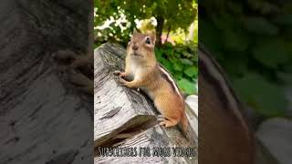 Cute squirrel video | Beautiful squirrel videos #KiddiesHobbies #SquirrelVideos #CutePet #squirrel