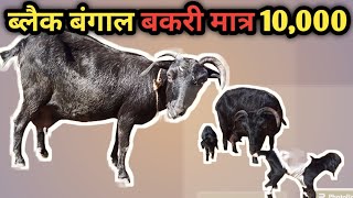 ब्लैक बंगाल बकरी खरीदे , इतना सस्ता ? मात्र 10,000 रू दो बच्चे और बकरी RANCHI JHARKHAND