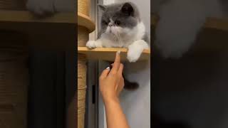 cat funny comedy scenes 😭😂🤣😘#shorts #viral   Copy