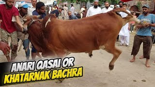 Anari Qasai 2023 😨 | Dangerous Bull Qurbani | Qurbani 2023 | Cattle Express