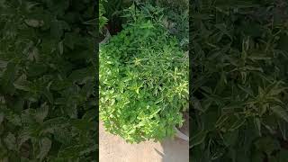 mint farming |  गमले में पुदीना | Nature sound | plants |