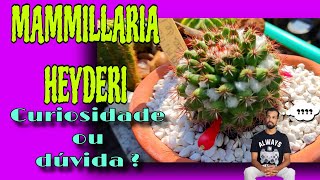 Mammillaria Heyderi, curiosidade ou dúvida ? ..Curiosidades..