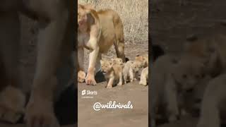 Wild Lion CUBS Wild Animals #shorts #short #viral