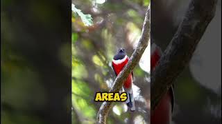 The Malabar Trogon