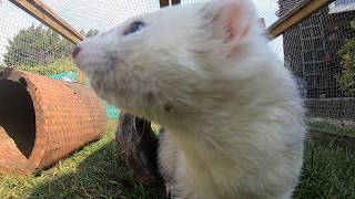 Ferrets playing in the garden,