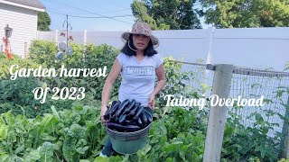 Harvest Eggplants From Backyard Garden | Mukbang | Eating Veggies