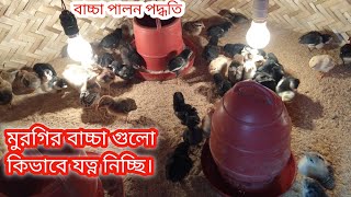 দেশি মুরগির বাচ্চা পালন পদ্ধতি। শিতে মুরগির বাচ্চা পালন পদ্ধতি#pets #poultry #poultryfarming