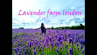 Lavender Farm Fun