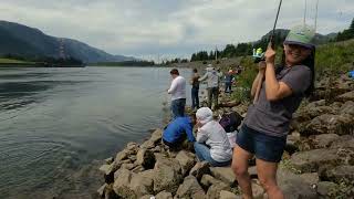 Shore Fishing For Columbia River Shad At Bonneville Dam | Catch Cook Clean AKA Smoke