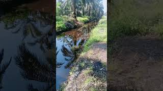 Tempat yang bagus buat nangkul ikan #videoshort #viral #kebun #gambut #nangkulikan