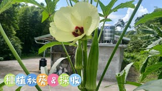 秋葵的種植和採收［富總農園］