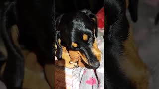 Bagira #dog #dogs #dogslife #doglover #doglovers #dogvideos #pies #pieski #jamnik #такса #dachshund